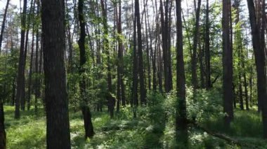 Güzel yeşil orman bir yaz gününde, ağır çekimde