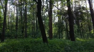 Güzel yeşil orman bir yaz gününde, ağır çekimde