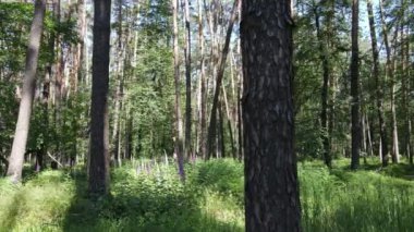 Güzel yeşil orman bir yaz gününde, ağır çekimde