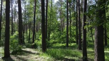 Güzel yeşil orman bir yaz gününde, ağır çekimde
