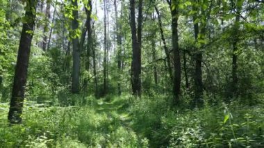 Güzel yeşil orman bir yaz gününde, ağır çekimde