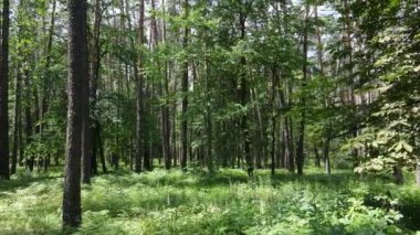 Güzel yeşil orman bir yaz gününde, ağır çekimde