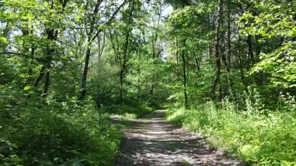 Vacker grön skog en sommardag, slow motion — Stockvideo