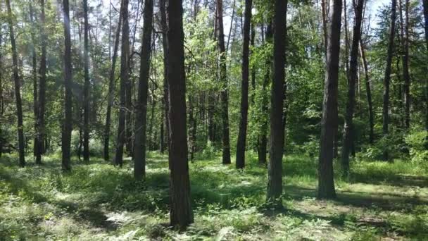 Vacker grön skog en sommardag, slow motion — Stockvideo