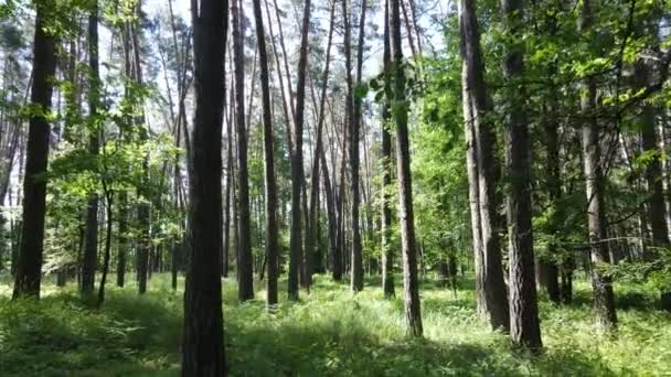 Vacker grön skog en sommardag, slow motion — Stockvideo