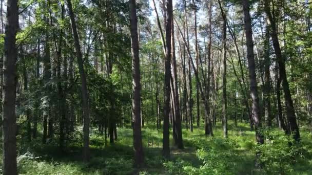 Vacker grön skog en sommardag, slow motion — Stockvideo