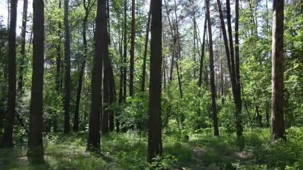 夏の日に美しい緑の森、スローモーション — ストック動画