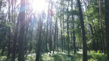 Güzel yeşil orman bir yaz gününde, ağır çekimde