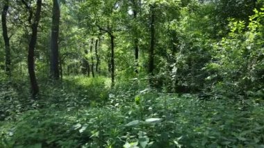 Güzel yeşil orman bir yaz gününde, ağır çekimde