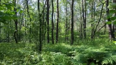 Güzel yeşil orman bir yaz gününde, ağır çekimde