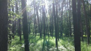Güzel yeşil orman bir yaz gününde, ağır çekimde