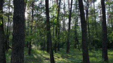 Güzel yeşil orman bir yaz gününde, ağır çekimde