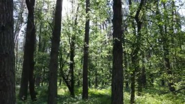 Güzel yeşil orman bir yaz gününde, ağır çekimde