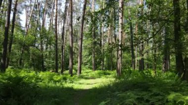 Güzel yeşil orman bir yaz gününde, ağır çekimde