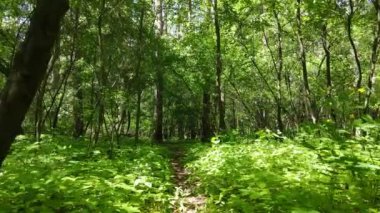 Güzel yeşil orman bir yaz gününde, ağır çekimde