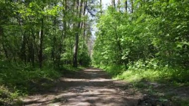 Güzel yeşil orman bir yaz gününde, ağır çekimde