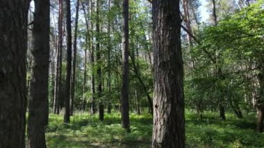 Güzel yeşil orman bir yaz gününde, ağır çekimde