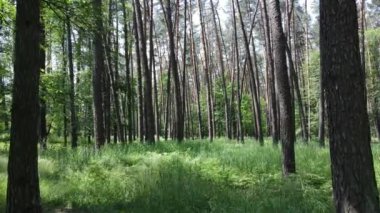 Güzel yeşil orman bir yaz gününde, ağır çekimde