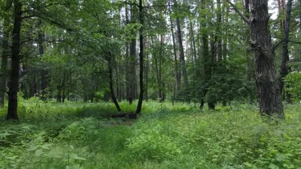Prachtig groen bos op een zomerdag, slow motion — Stockvideo