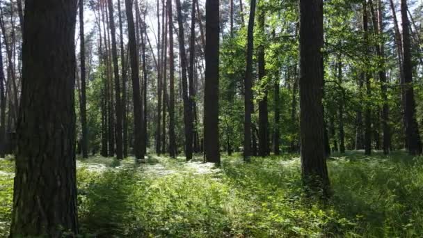 Hutan hijau yang indah pada hari musim panas, gerakan lambat — Stok Video