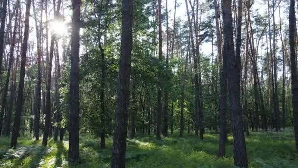 여름날아름다운 푸른 숲 속의 느린 움직임 — 비디오