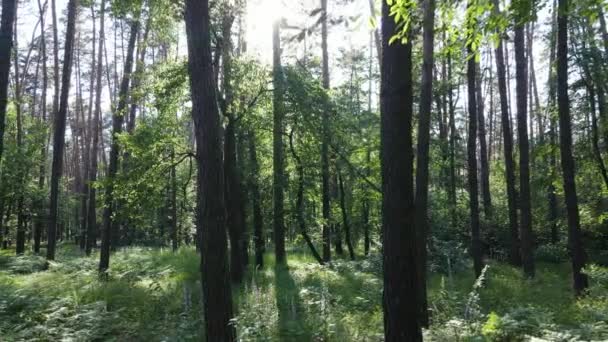 Hermoso bosque verde en un día de verano, cámara lenta — Vídeo de stock