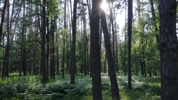 Piękny zielony las w letni dzień, powolny ruch — Wideo stockowe