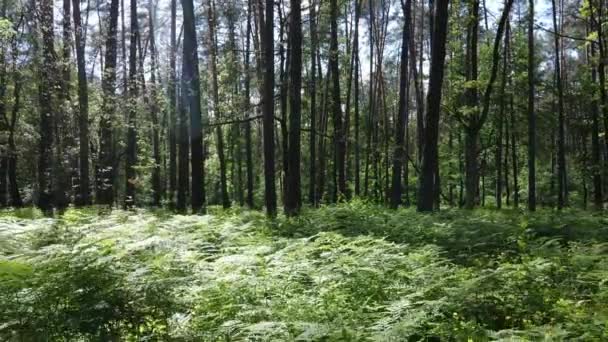 Pădure verde frumoasă într-o zi de vară, mișcare lentă — Videoclip de stoc