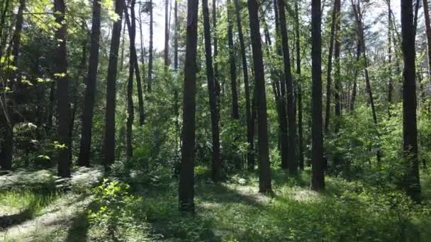 Hermoso bosque verde en un día de verano, cámara lenta — Vídeo de stock