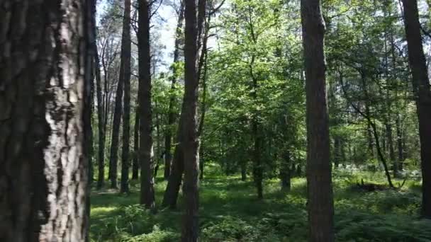 Vacker grön skog en sommardag, slow motion — Stockvideo