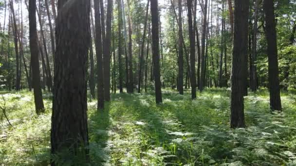 Piękny zielony las w letni dzień, powolny ruch — Wideo stockowe