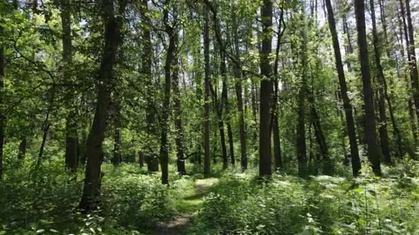 Krásný zelený les za letního dne, zpomalený pohyb — Stock video