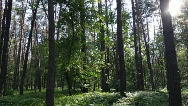 Schöner grüner Wald an einem Sommertag, Zeitlupe — Stockvideo