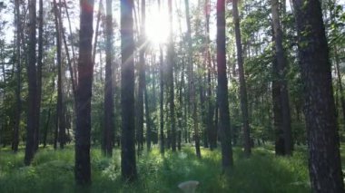 Güzel yeşil orman bir yaz gününde, ağır çekimde