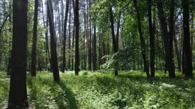 Güzel yeşil orman bir yaz gününde, ağır çekimde