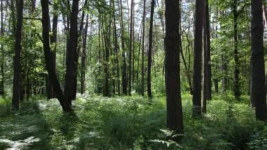 Güzel yeşil orman bir yaz gününde, ağır çekimde