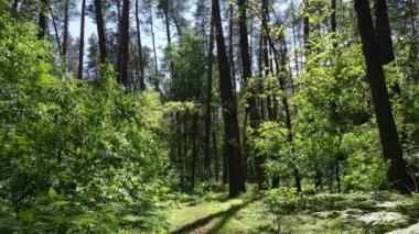 Güzel yeşil orman bir yaz gününde, ağır çekimde