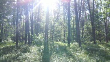 Güzel yeşil orman bir yaz gününde, ağır çekimde