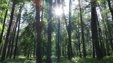 Güzel yeşil orman bir yaz gününde, ağır çekimde