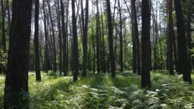 Güzel yeşil orman bir yaz gününde, ağır çekimde