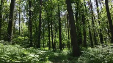 Güzel yeşil orman bir yaz gününde, ağır çekimde