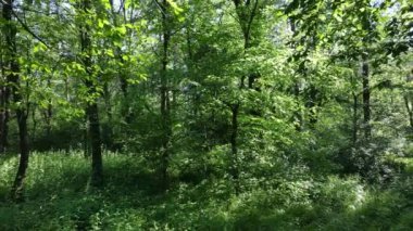 Güzel yeşil orman bir yaz gününde, ağır çekimde