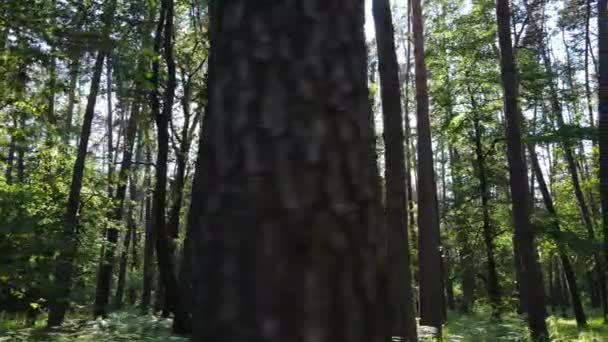 Hermoso bosque verde en un día de verano, cámara lenta — Vídeo de stock