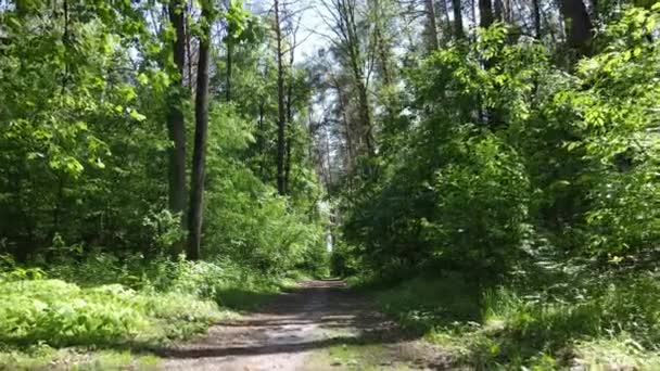 Vacker grön skog en sommardag, slow motion — Stockvideo