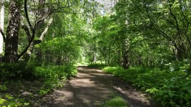 Vacker grön skog en sommardag, slow motion — Stockvideo