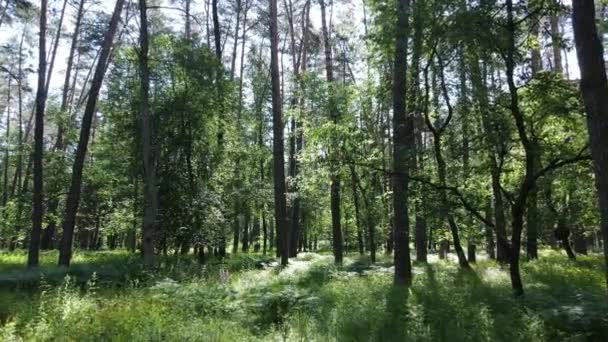 Güzel yeşil orman bir yaz gününde, ağır çekimde — Stok video