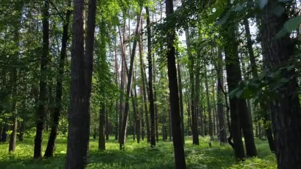 Красивий зелений ліс в літній день, повільний рух — стокове відео