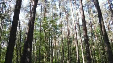 Güzel yeşil orman bir yaz gününde, ağır çekimde