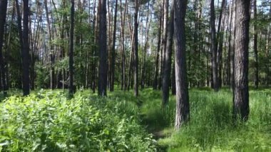 Güzel yeşil orman bir yaz gününde, ağır çekimde