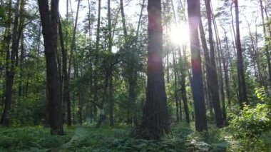 Güzel yeşil orman bir yaz gününde, ağır çekimde
